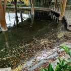 En la laguna del Malecón 2000 se evidenciaron desechos plásticos la mañana del martes 20 de enero.