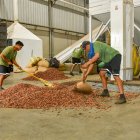 Si bien los agricultores reciben menos, la productividad compensa la facturación.