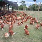 El sector avícola tomó medidas para elevar el precio de la cubeta de huevos.