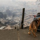 Un hombre observa junto a su perro casas afectadas tras incendios forestales este domingo, en la comuna de Penco, Concepción (Chile).