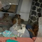 Tras el ataque vandálico, el refugio quedó con vidrios rotos y varios perros resultaron heridos; los animales fueron encontrados asustados y recibieron atención veterinaria inmediata.
