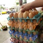 Gallinas. Desde octubre a diciembre ha habido una sobreoferta de huevos, lo que redujo el precio del producto.