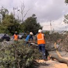 Los árboles se encuentran en mal estado y representan un riesgo para la seguridad vial, según el Municipio.