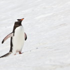 Referencial. Usuarios en redes interpretan distintas lecturas del comportamiento del pingüino en el clip viral.