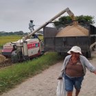 Arroceros del Recinto Los Quemados, en el cantón Daule, recolectan la graminea.