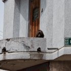 Lupo fue rescatado por la Unidad de Bienestar Animal tras vivir confinado en un balcón sin protección climática en el sur de Quito.