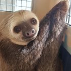 Oso perezoso rescatado por la Policía Nacional