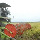 Salidas para el sector arrocero de Ecuador: buscando nuevos mercados internacionales.