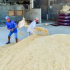 El arroz es uno de los productos afectados por los aranceles impuestos por Colombia.