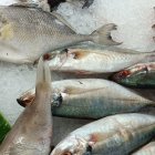 Un estudio interinstitucional identificó por primera vez en Ecuador la presencia del parásito Contracaecum overstreeti en la carne de la lisa