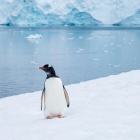 Referencial. La imagen del pingüino solitario despierta interpretaciones emocionales en redes, desde la empatía hasta la metáfora existencial.