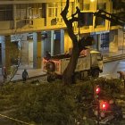 Poda del árbol en la calle Sucre
