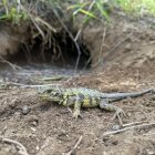 Animal. La iguana rosada es una especie exclusiva de la isla Isabela.