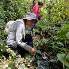 Medicinal. Plantas medicinales cultivadas en una chakra.