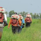 Entre enero del 2025 hasta enero del 2026 en el Sistema de Alerta Rápida para Alimentos y Piensos de la Unión Europea se registran un total de 11 notificaciones hacia frutas y verduras de origen ecuatoriano