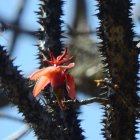 Ejemplar de Spirotheca zapotillana identificado en Loja.