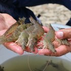 La industria acuícola cerró el año pasado con $ 7.474 millones de ingresos.