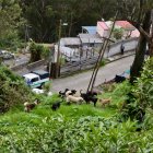 Los perros vivían en condición de abandono y en comportamiento de manada.