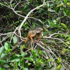 La Universidad Ecotec lidera un modelo de bioremediación replicable que busca sanear todos los ramales del estero.