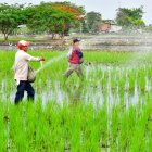 Trabajadores en sus labores en un cultivo de arroz en la provincia del Guayas.