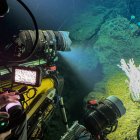 Un coral a 900 metros de profundidad siendo filmado por un sumergible OceanX frente a la isla de Sulawesi, en Indonesia.