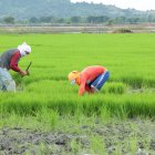 Agricultores trabajando en un cultivo de arroz.