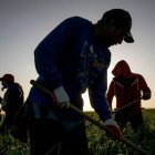 Visa de trabajo para EE.UU.: Requisitos para ecuatorianos en labores agrícolas