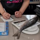 Parte del estudio de lisa para la detección de parásitos.