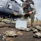 Personal técnico reintroduce a los ejemplares en la isla Isabela.