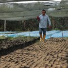 En enero de este año, la cosecha de cacao cayó hasta un 40 %, por mal clima.