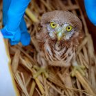 Ave rescatada por el Municipio de Guayaquil