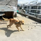 En muchos hogares, perros permanecen encadenados en espacios reducidos; es una infracción muy grave, sancionada con diez salarios básicos.