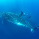 La USFQ lidera una investigación regional para cerrar la migración completa del tiburón ballena en el Pacífico oriental.