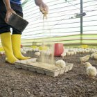 Desde la avicultura se generan más de 300000 empleos; representan como sector el 4%del PIB nacional y el 24% del PIB agrícola