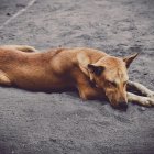 Imagen referencial. El perrito estaba en la vía cuando fue arrollado por el conductor de un bus.
