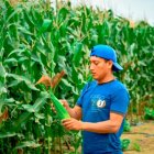 Agricultores de Ecuador temen perder competitividad por maíz subsidiado de EE. UU.