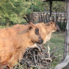 Ganado de una finca de Petrillo.
