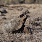 Reintroducción en isla Santiago