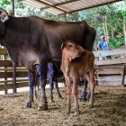 La cría de ganado obtenida por el plan de la Prefectura del Guayas.