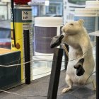 Una rata disecada en posición de combate en un ring en el escaparate de una tienda del centro de París.