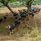 Más del 90 % de cabras analizadas presentó parasitismo, un hallazgo que vincula directamente la conservación del bosque seco con la productividad y la salud pública.