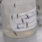 El dengue es una enfermedad que se intensifica en época de invierno.