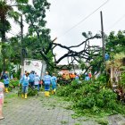 En la etapa 11 de la ciudadela La Alborada, en el norte de Guayaquil, un árbol se cayó y provocó afectaciones en una vivienda y dos vehículos.