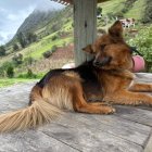 La muerte del perro Jachi, debido a un atropellamiento, ha generado pesar e indignación entre quienes conocieron su heróica historia.