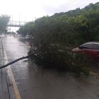 Reportan un árbol caído en la Narcisa de Jesús.