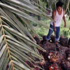 Exportación de aceite de palma desde Ecuador podría complicarse por conflicto en Medio Oriente.