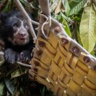 Chuquiragua tenía alrededor de un mes y medio de edad cuando fue rescatada. Requirió cuidados intensivos durante sus primeras semanas.