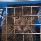 Diamante fue hallado con vida después de permanecer atrapado entre los escombros del Multicomercio durante un mes.