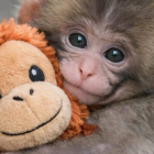 Punch, el macaco japonés, juega con su peluche mientras se adapta a su grupo en Ichikawa.