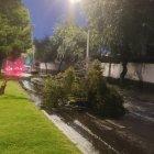 El árbol cayó sobre la avenida Carlos V y la avenida de la Prensa, en el norte de Quito.